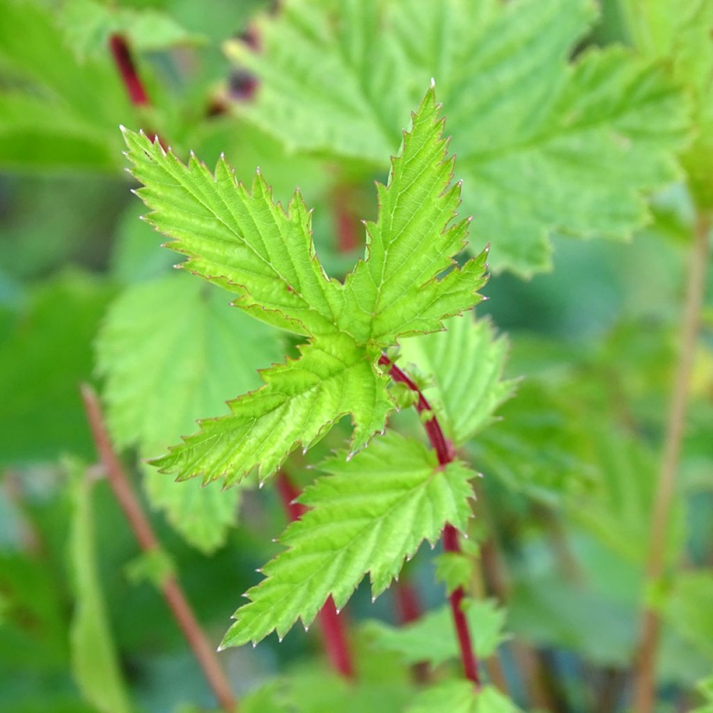 Filipendula ulmaria blanc - Reine des près, fausse spirée 3,50 €