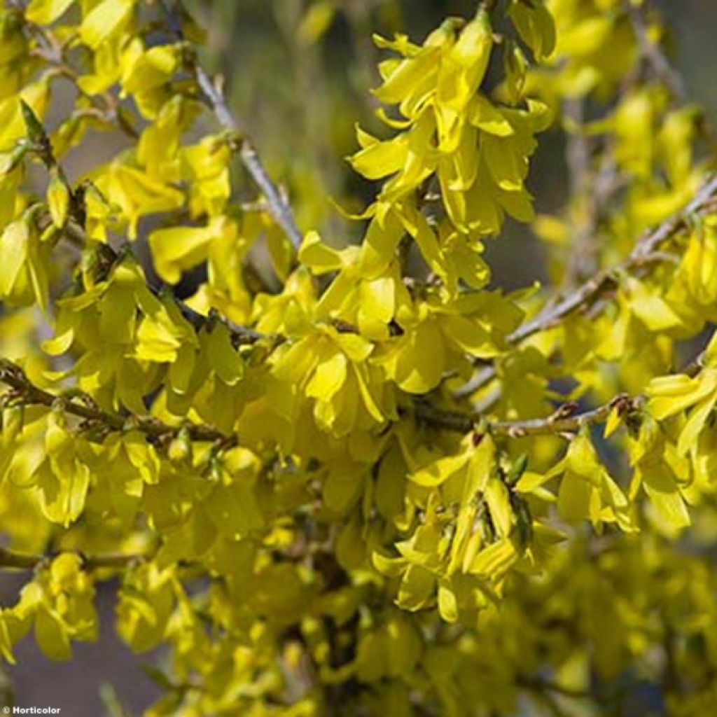 Forsythia Marée d'Or - Mimosa de Paris