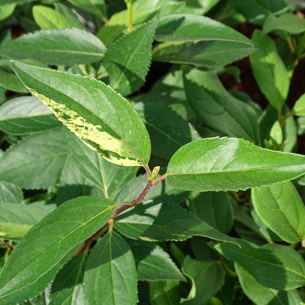 Forsythia x intermedia Variegata - Mimosa de Paris panaché