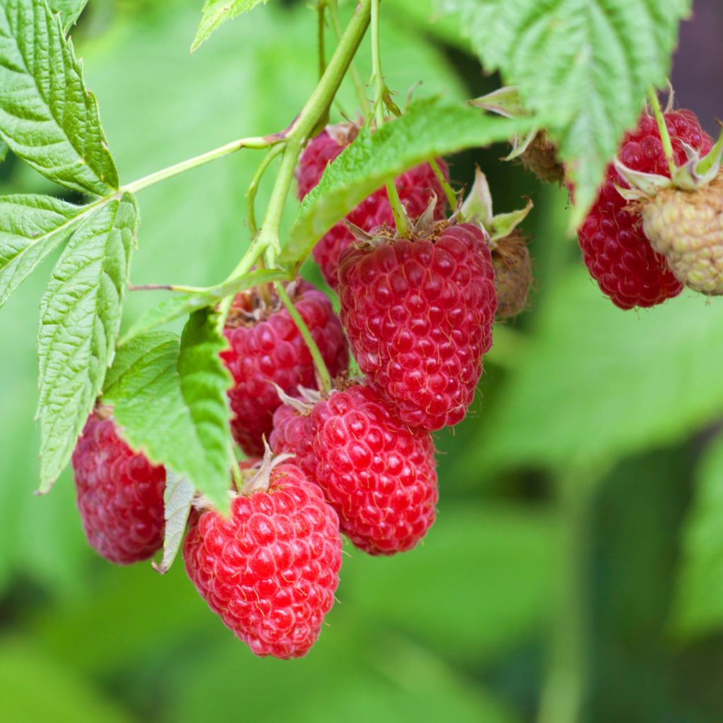 Framboisier Primeberry Autumn Chef - Rubus idaeus 