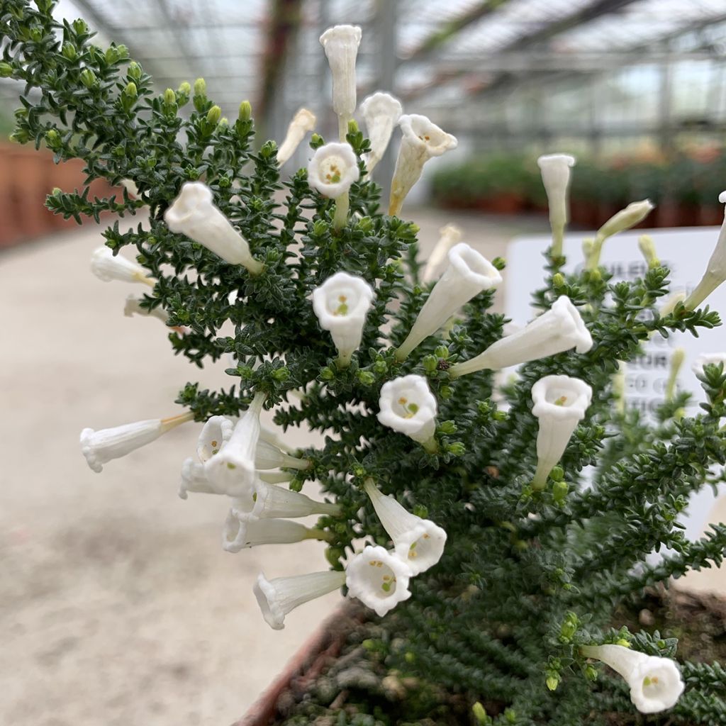 Fabiana imbricata Alba - Fabiane imbriquée