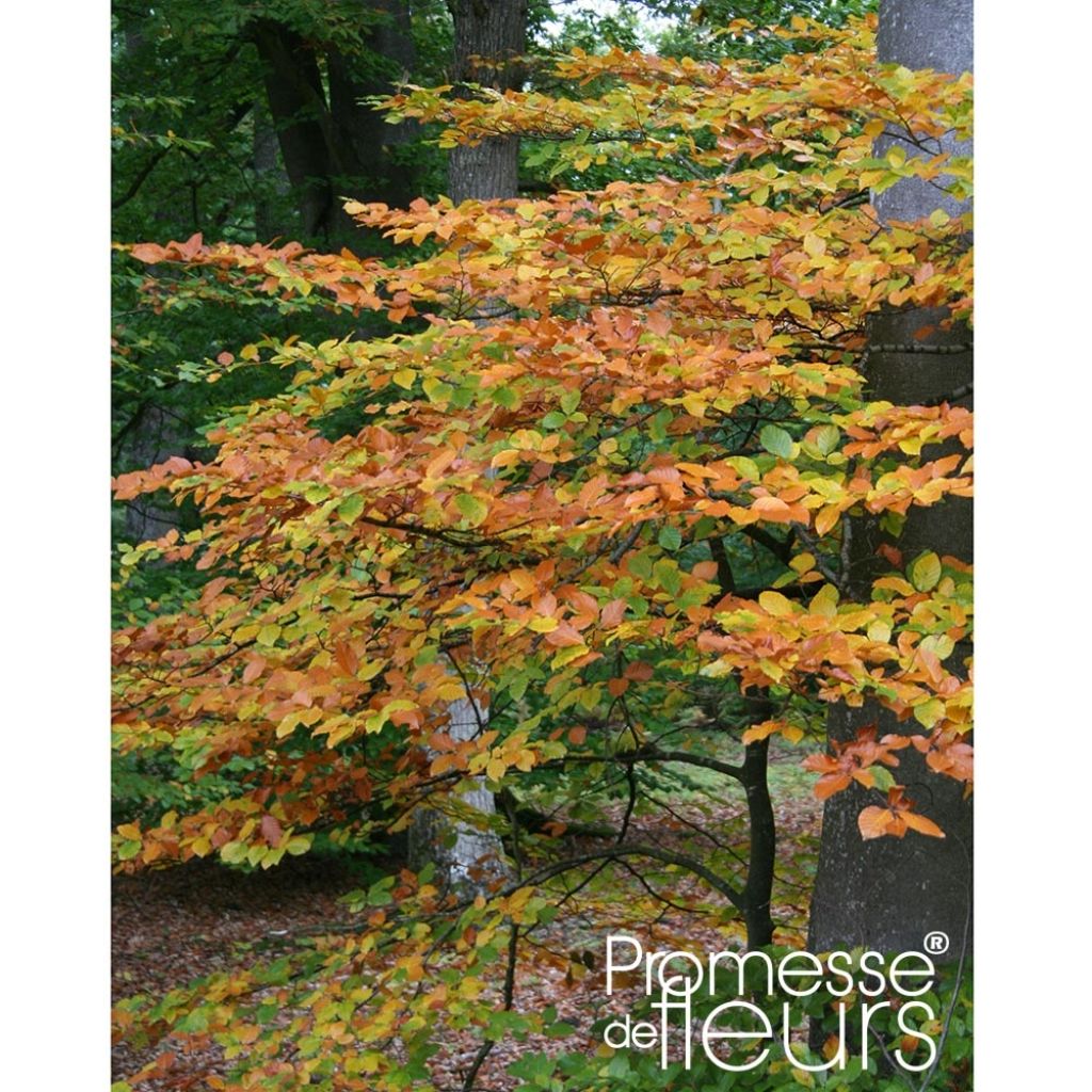 Hêtre commun - Fagus sylvatica