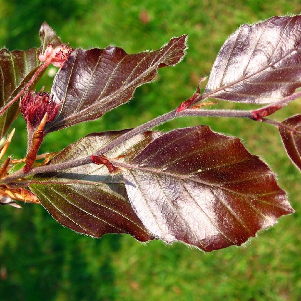 Fagus sylvatica Atropurpurea - Hêtre pourpre