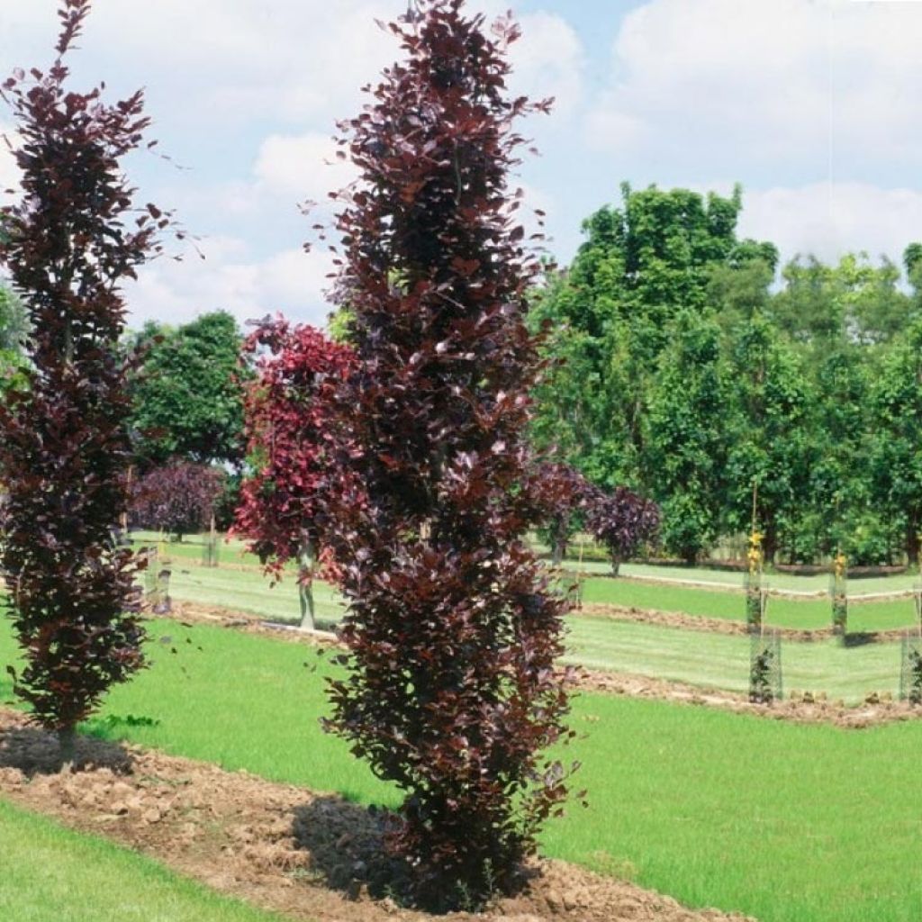 Fagus sylvatica Dawyck Purple - Hêtre fastigié pourpre