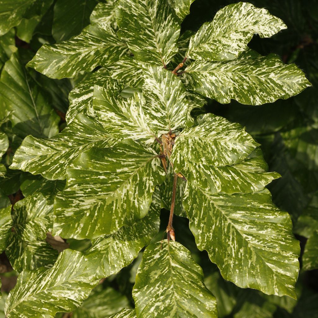 Fagus sylvatica Marmor Star - Hêtre panaché