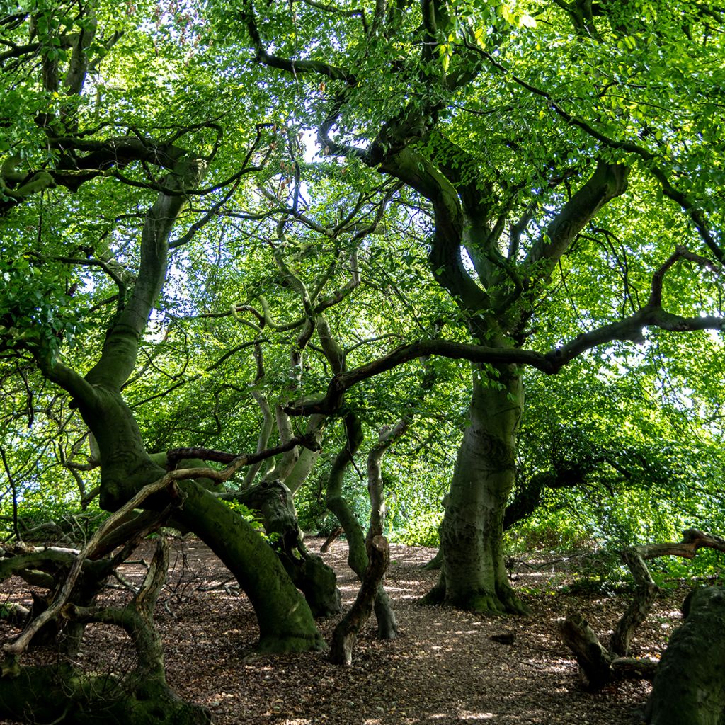 Fagus sylvatica f. suentelensis - Hêtre tortillard