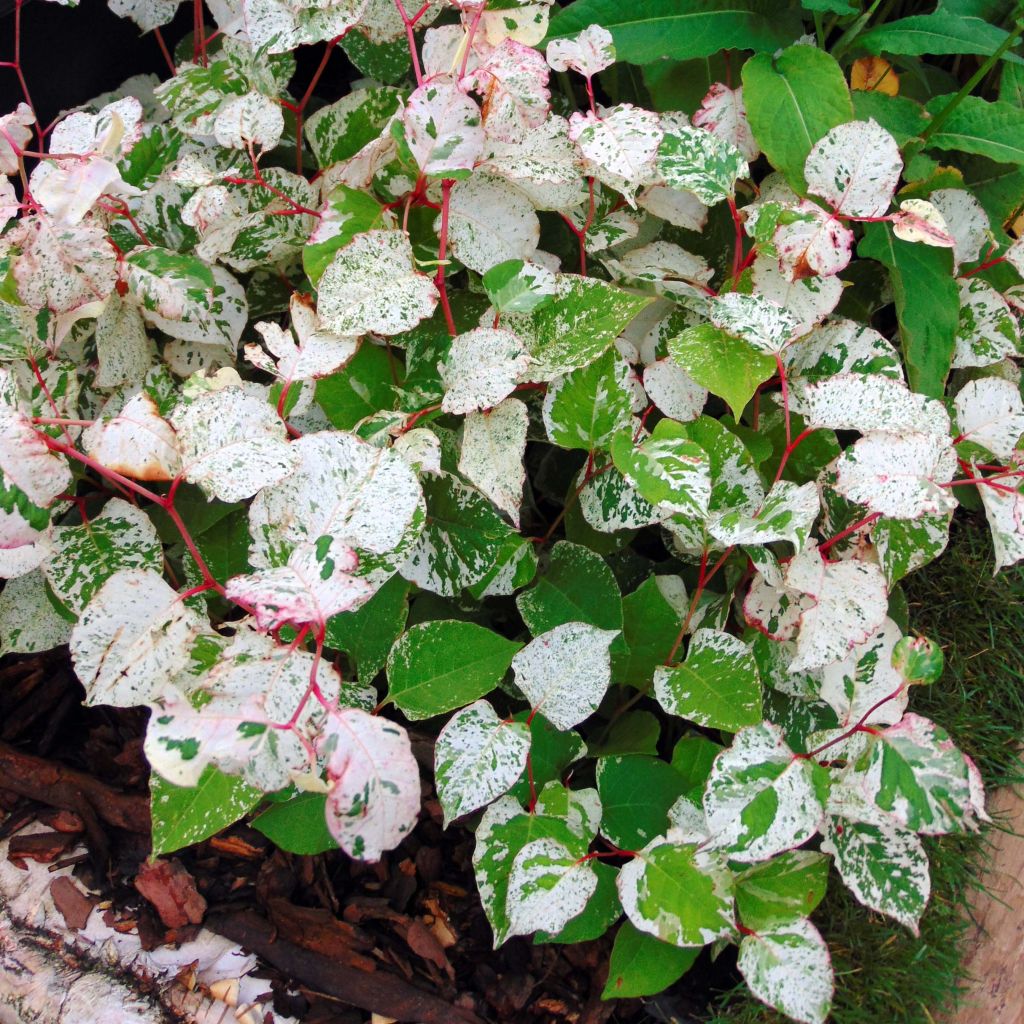 Fallopia japonica Variegata - Renouée panachée.