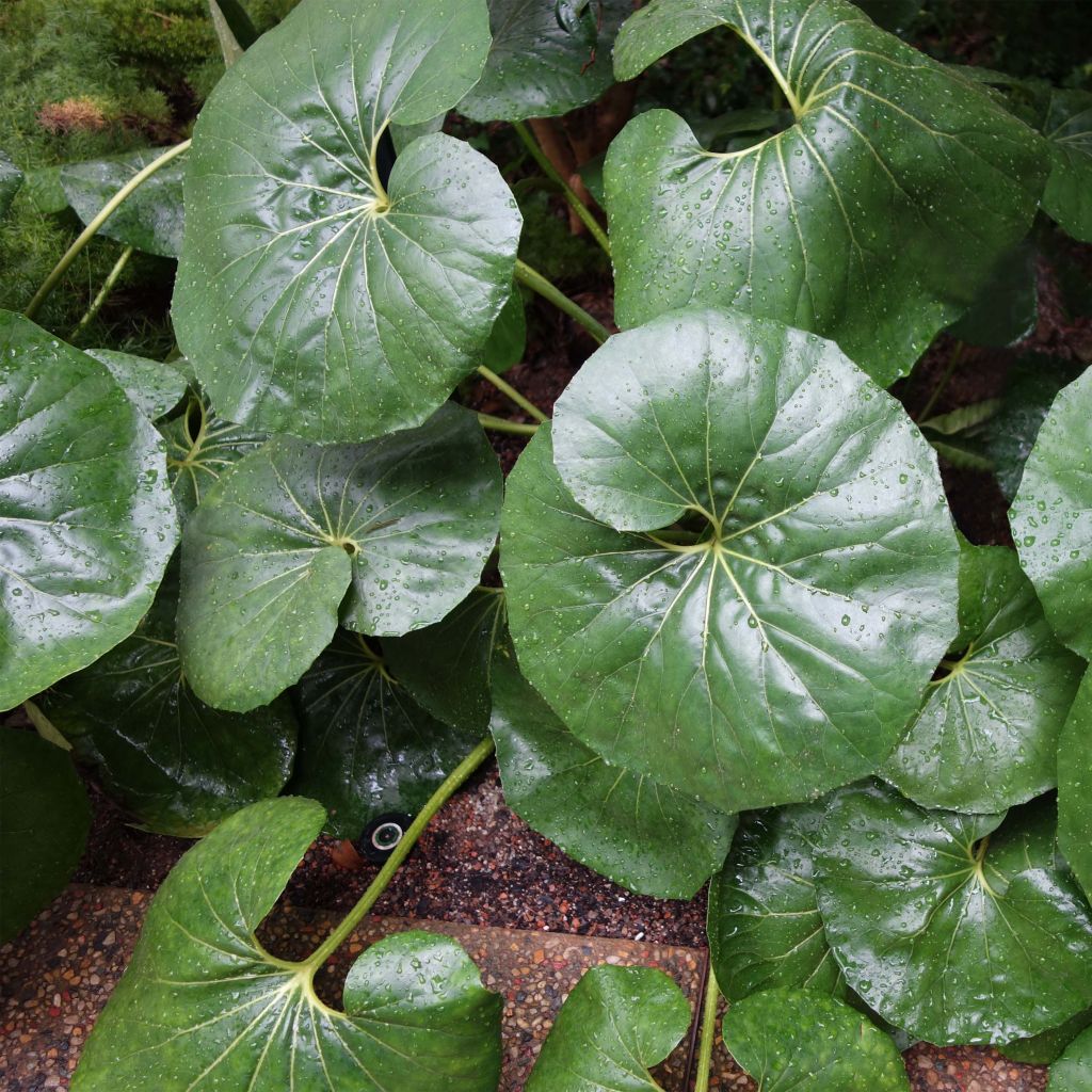 Farfugium japonicum Gigantea - Plante Panthère géante.