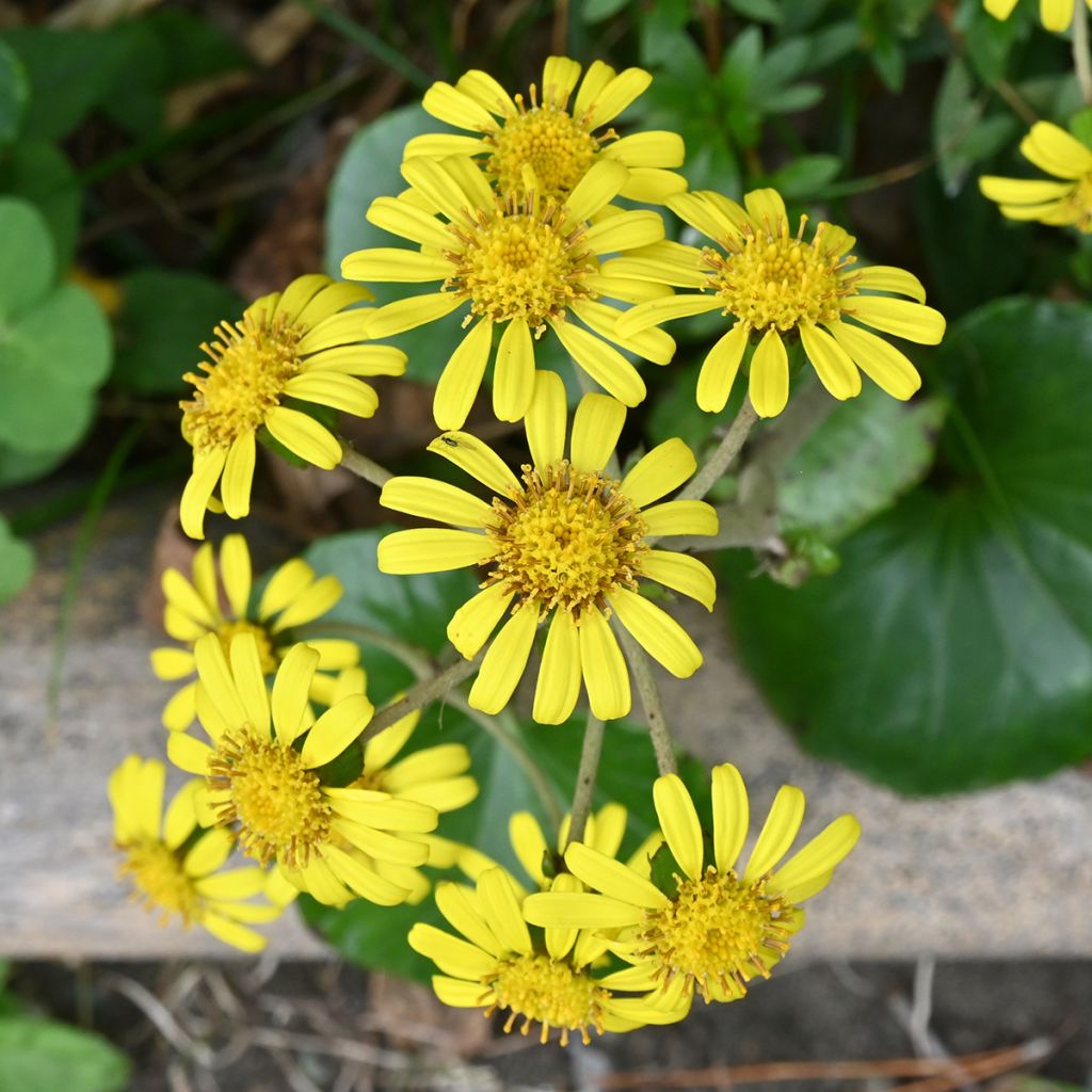 Farfugium japonicum - Plante panthère