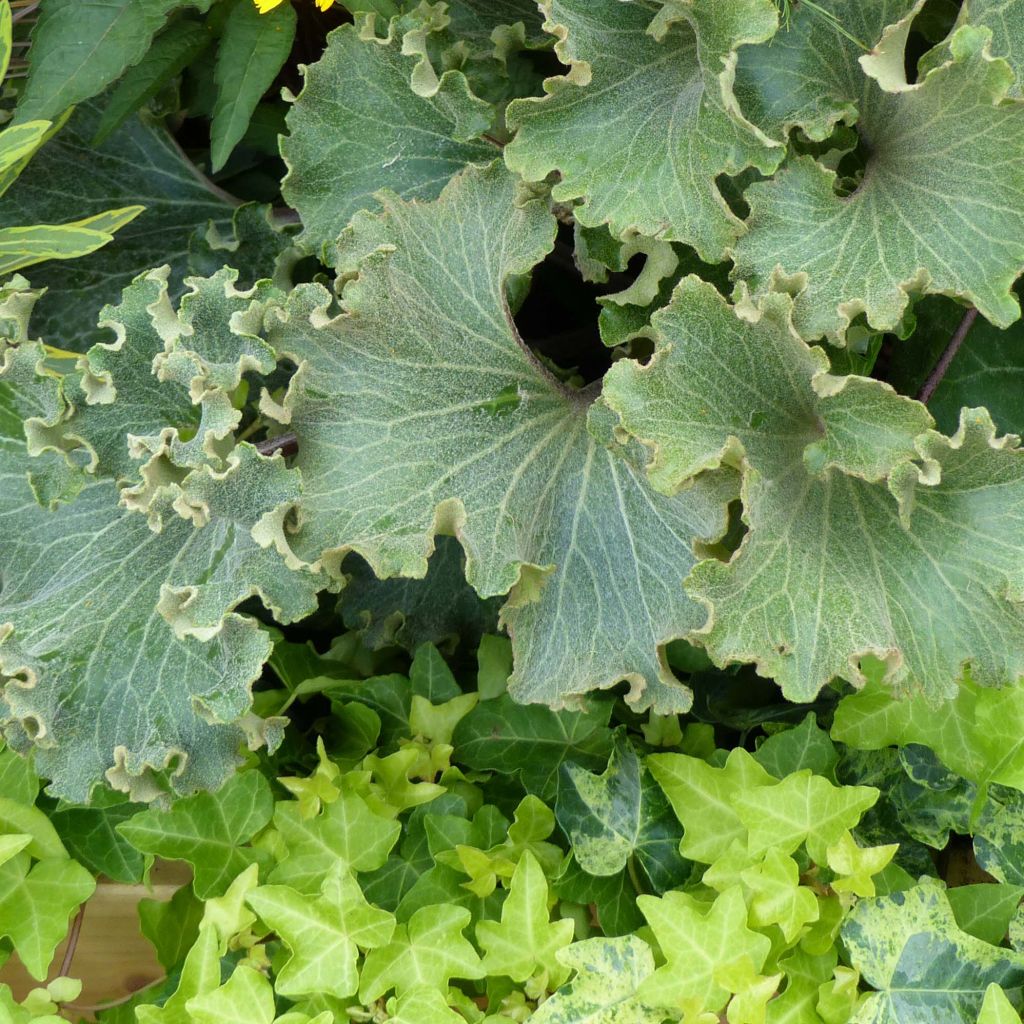 Farfugium japonicum Wavy Gravy - Plante panthère