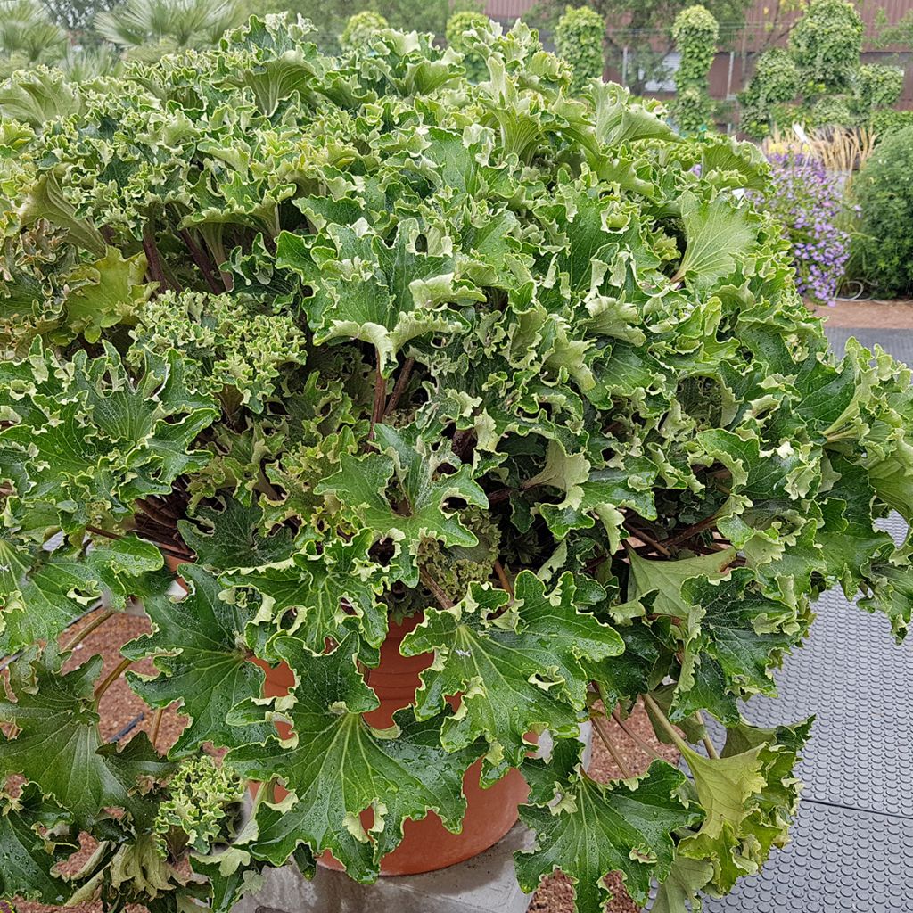 Farfugium japonicum Wavy Gravy - Plante panthère
