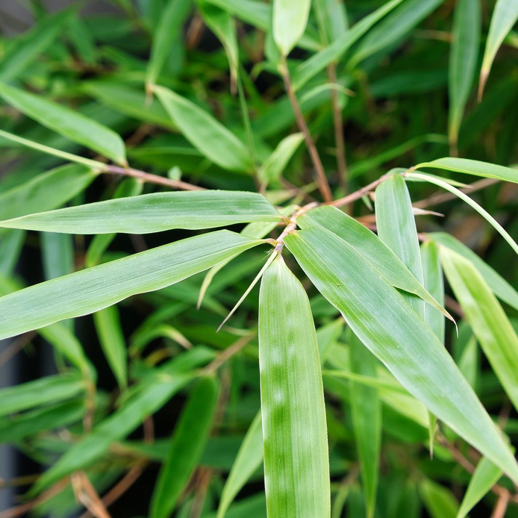 Fargesia robusta - Bambou non traçant