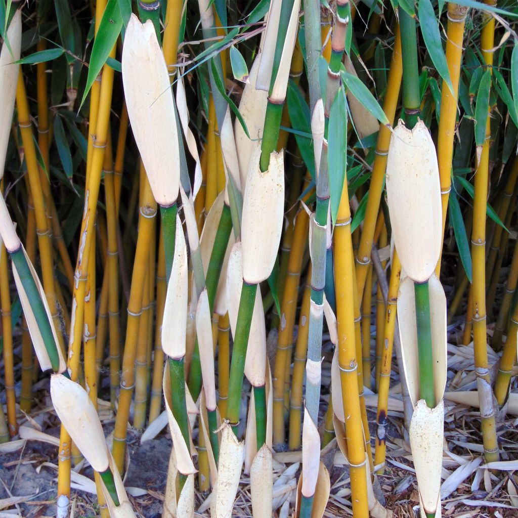 Fargesia robusta Wolong - Bambou non traçant