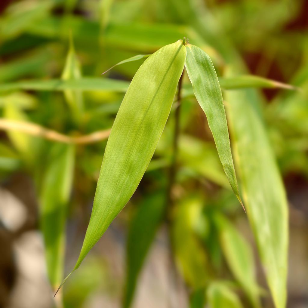 Fargesia scabrida Asian Wonder - Bambou non traçant