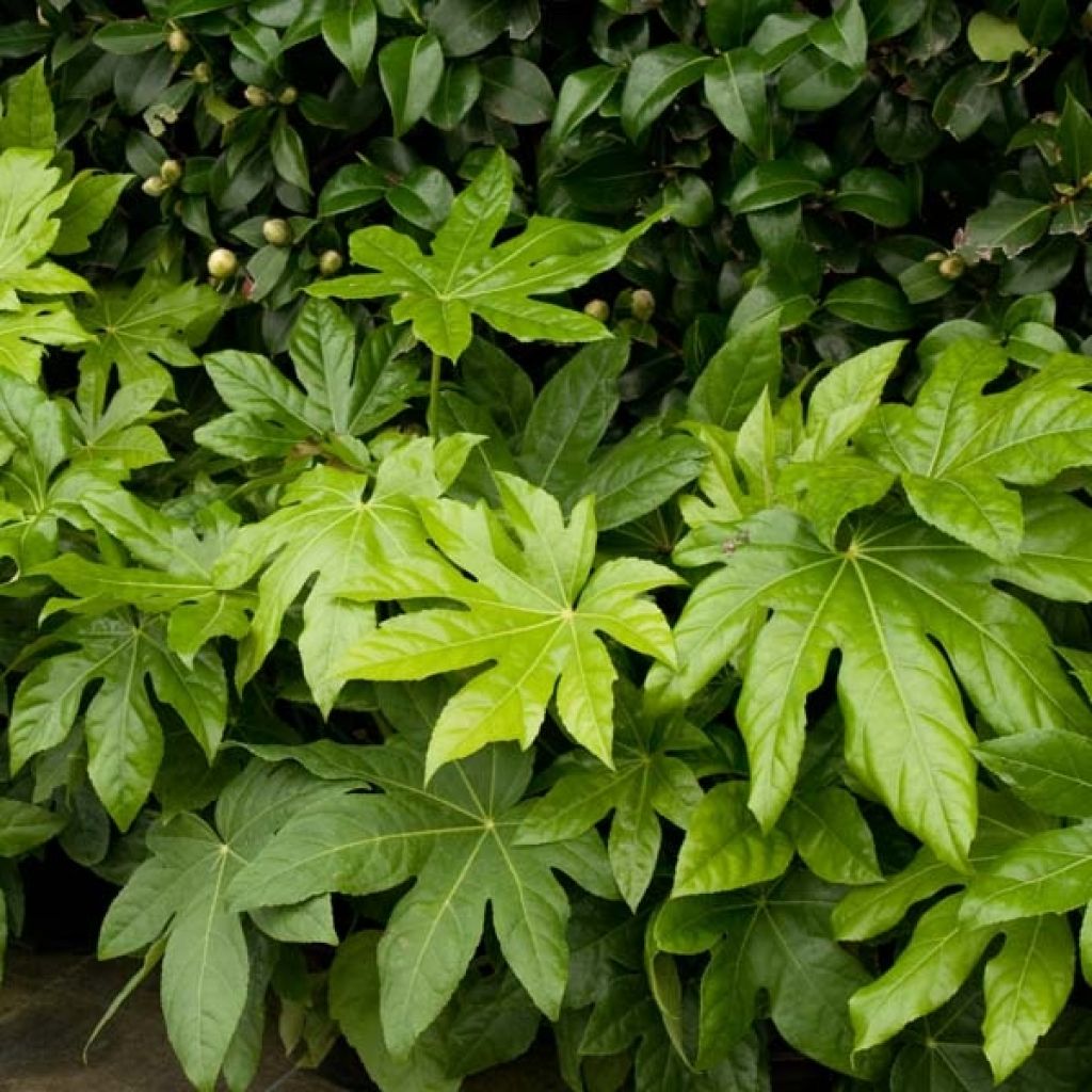 Faux-aralia - Fatsia japonica