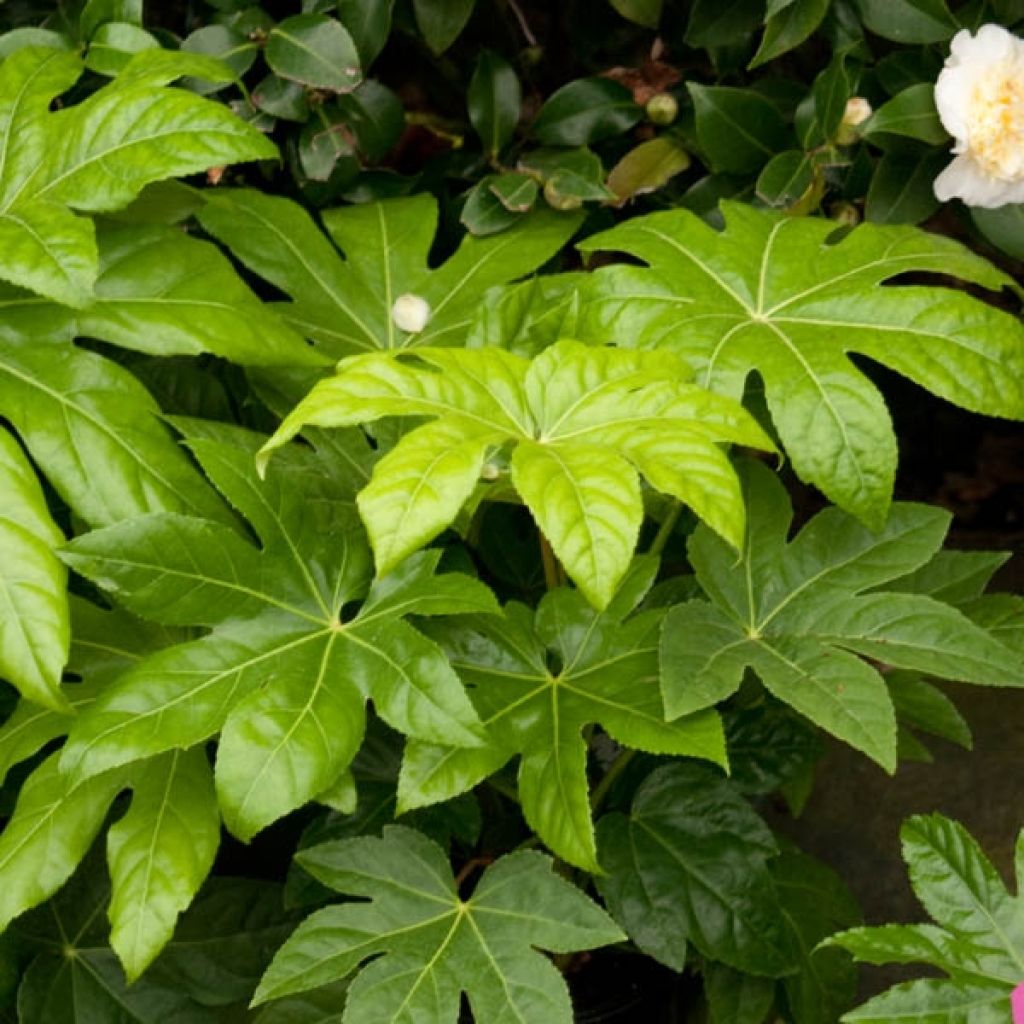 Faux-aralia - Fatsia japonica