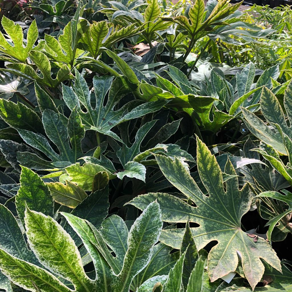 Fatsia japonica Spider's Web - Faux-aralia panaché