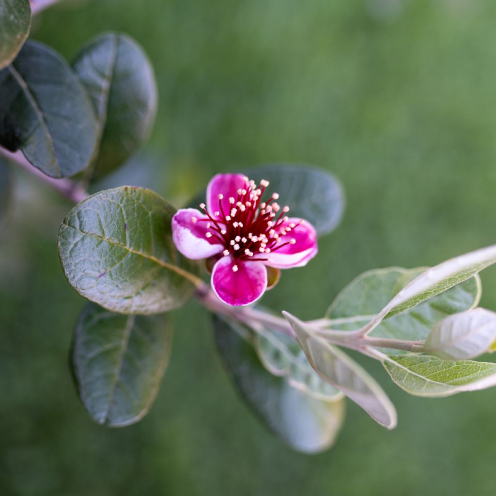 Feijoa ou Acca sellowiana Apollo - Goyavier du Brésil