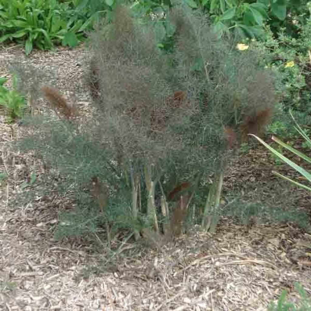 Fenouil, Foeniculum vulgare Giant Bronze