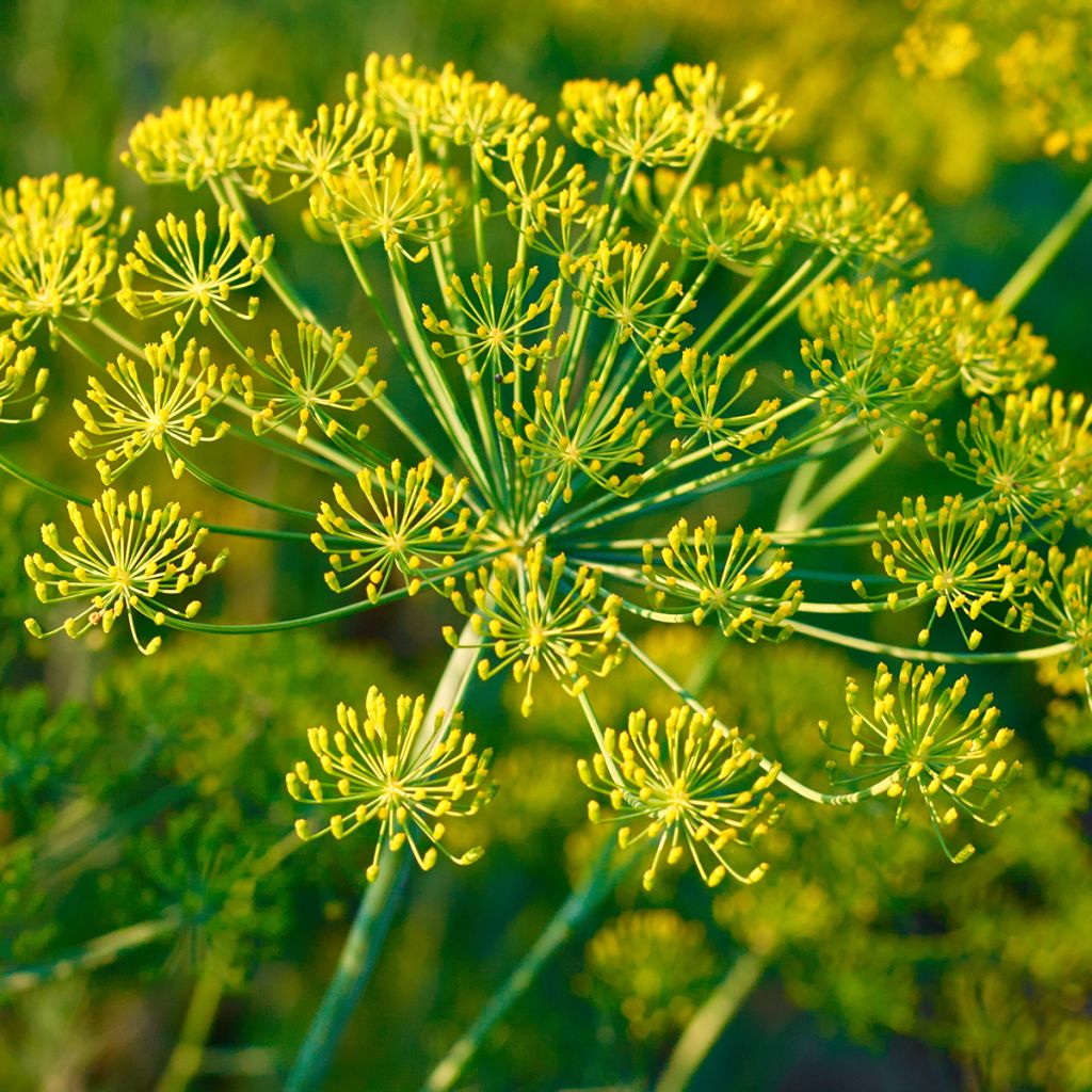 Fenouil - Foeniculum vulgare