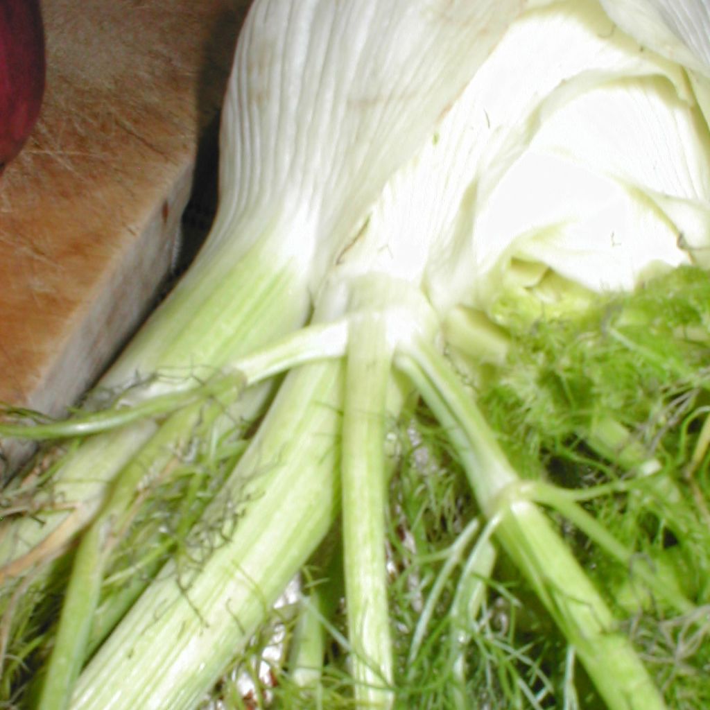 Fenouil Tauro en plants - Foeniculum dulce - Fenouil bulbeux