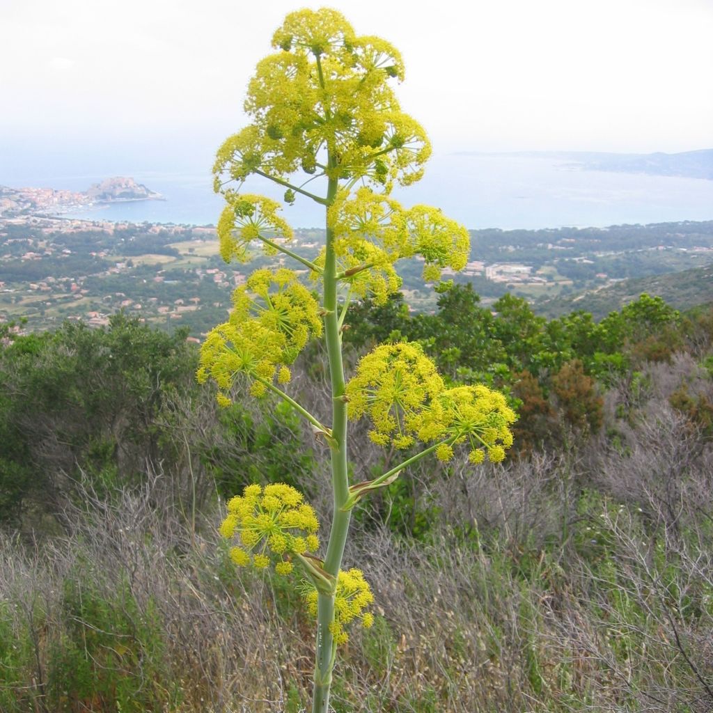 Ferula communis, Férule