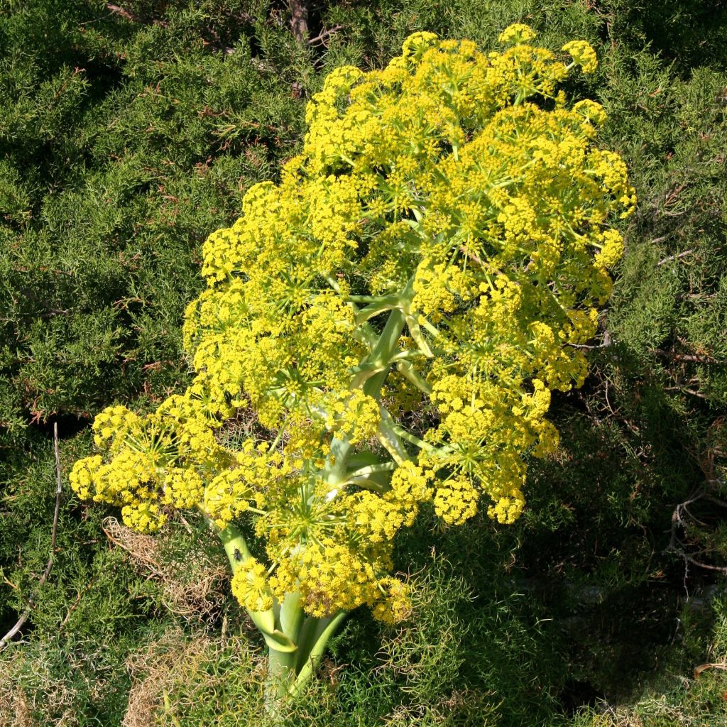 Ferula communis, Férule