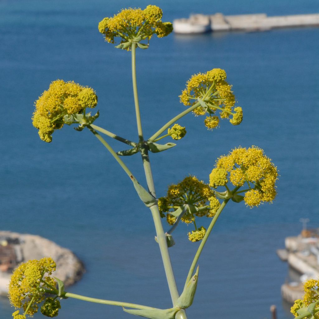 Férule, Ferula tingitana