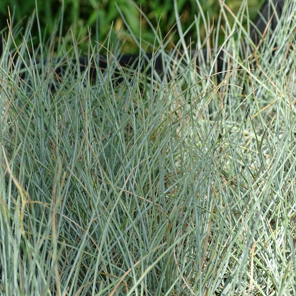 Festuca Intense Blue - Fétuque bleue