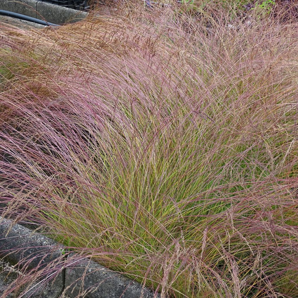 Festuca amethystina - Fétuque améthyste