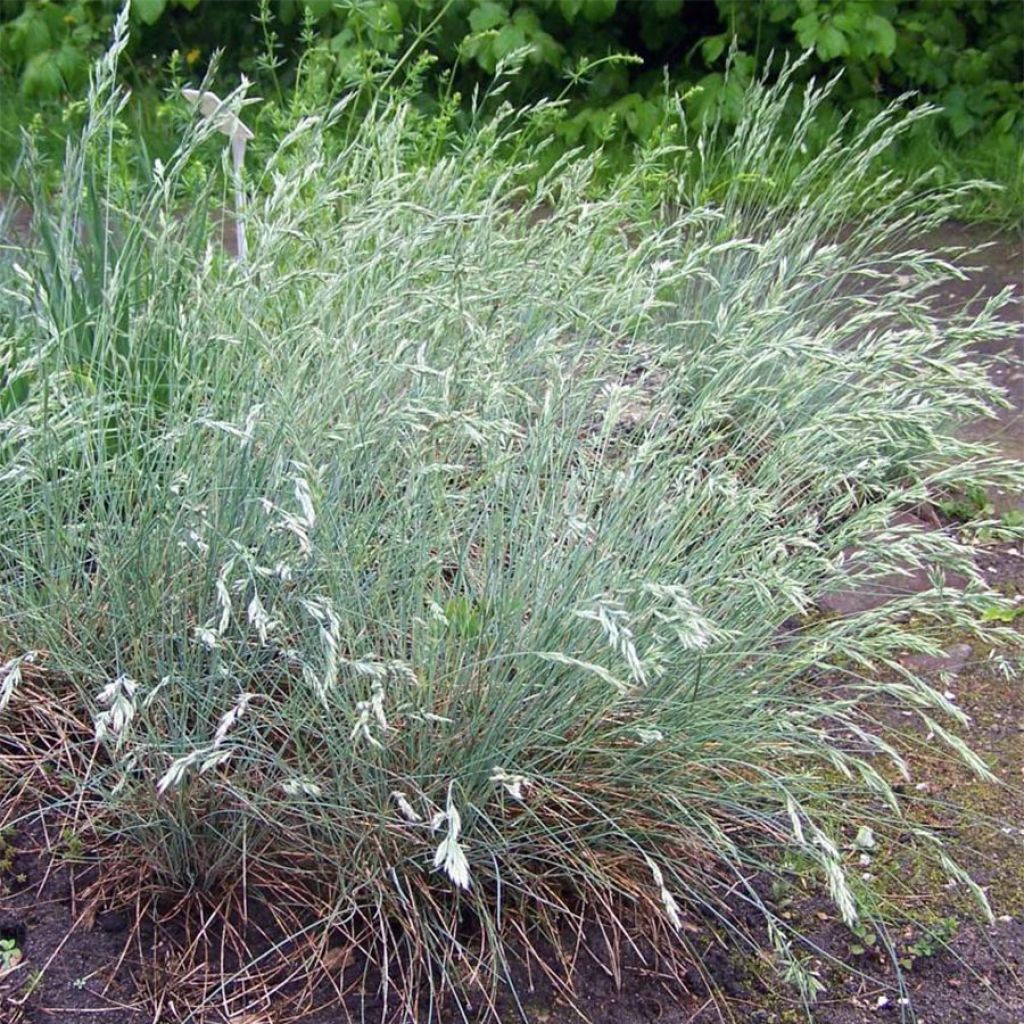 Fétuque bleue - Festuca glauca