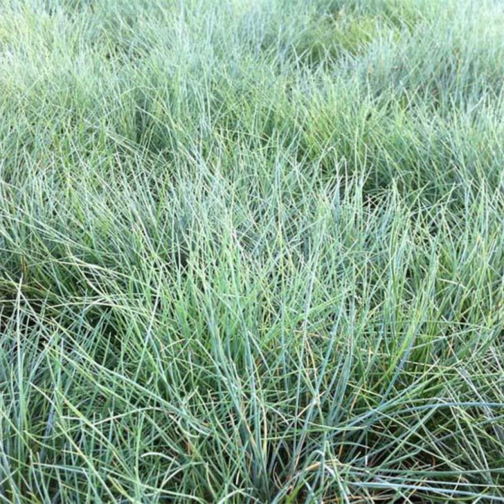 Festuca valesiaca Glaucantha - Fétuque du Valais