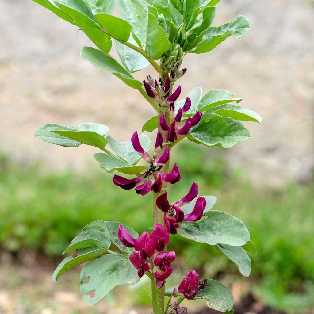 Fève Karmazyn, Crimson Flowered