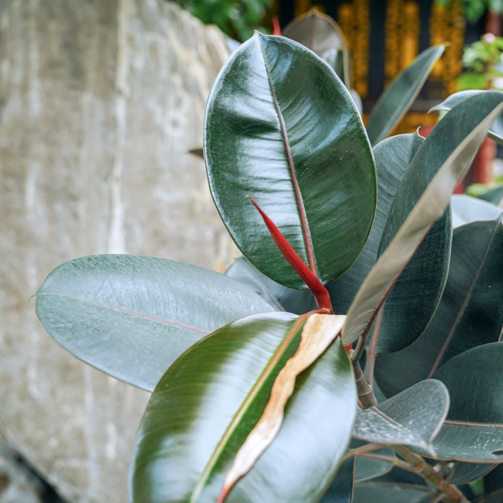 Ficus Abidjan - Caoutchouc