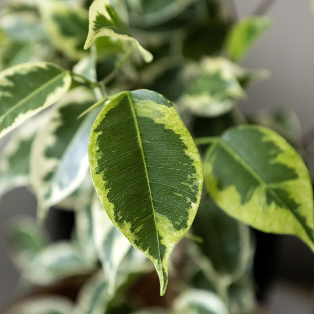 Ficus Golden King - Figuier pleureur panaché