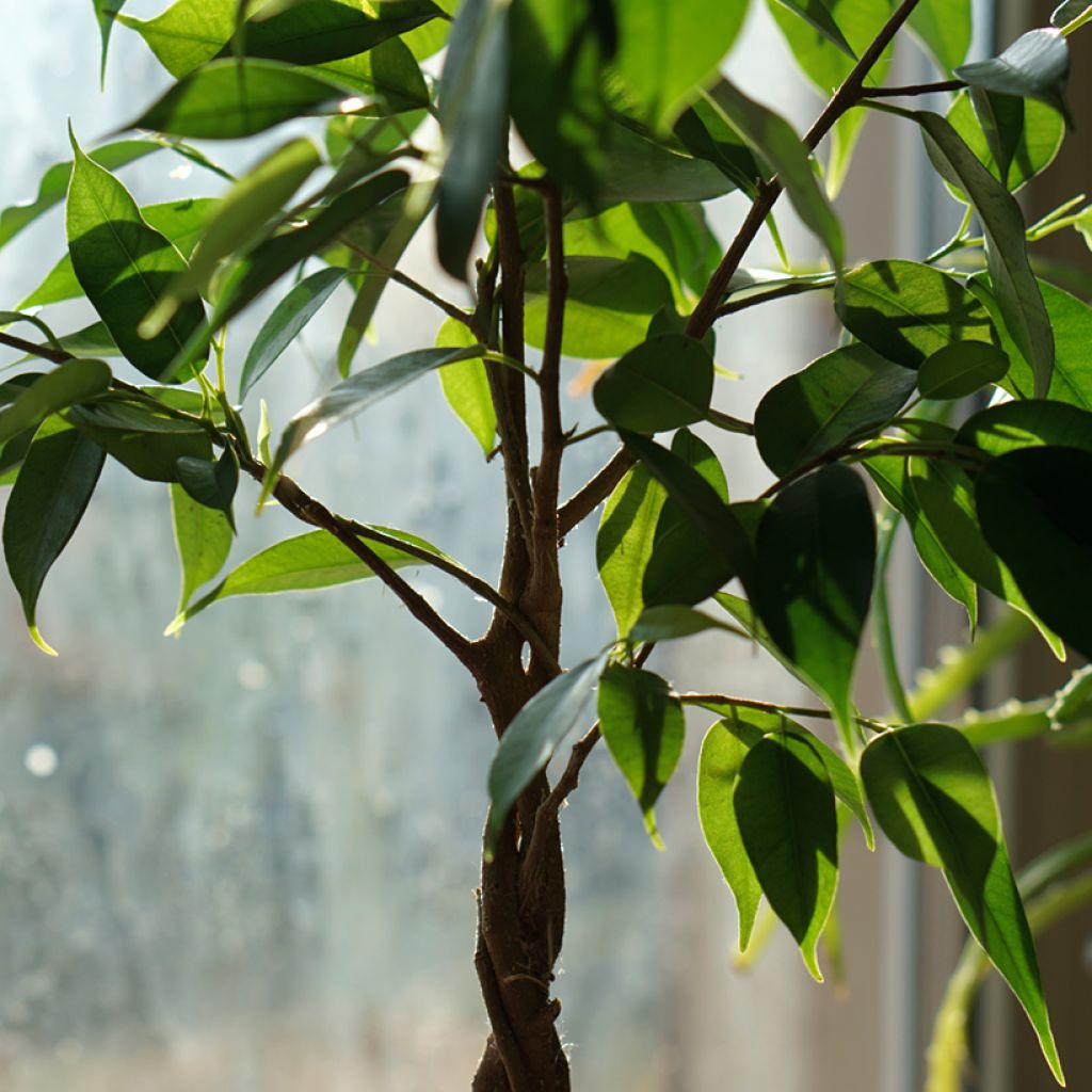 Ficus Natasja - - Figuier pleureur nain
