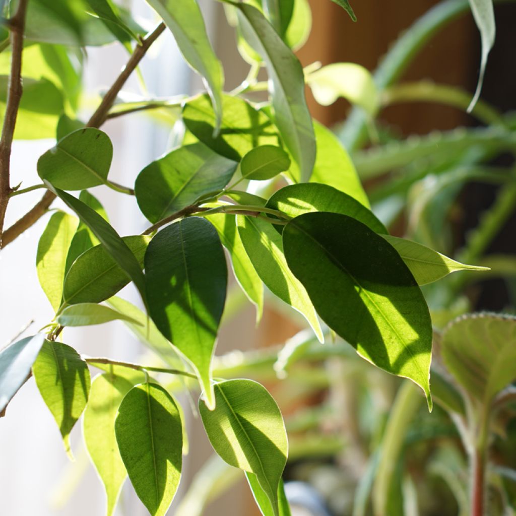 Ficus Natasja - - Figuier pleureur nain