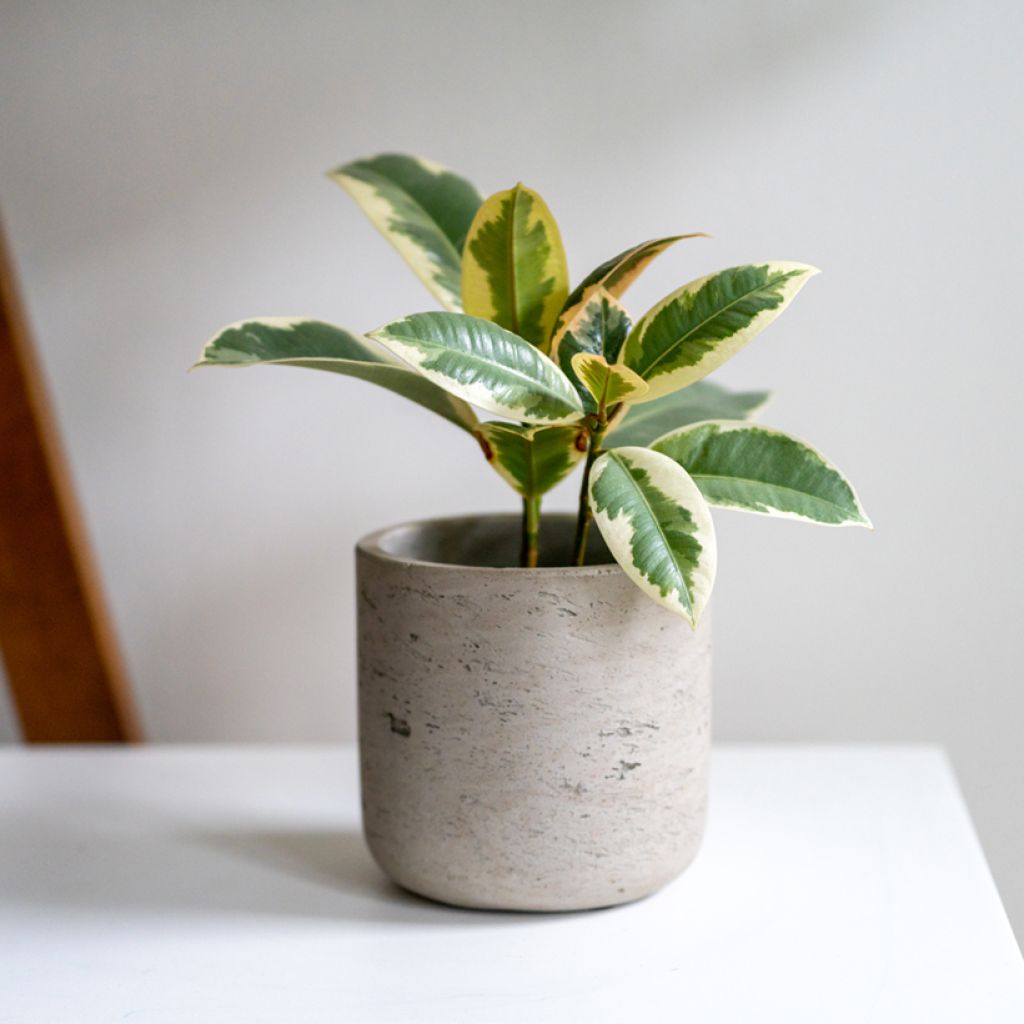 Ficus Tineke - Caoutchouc