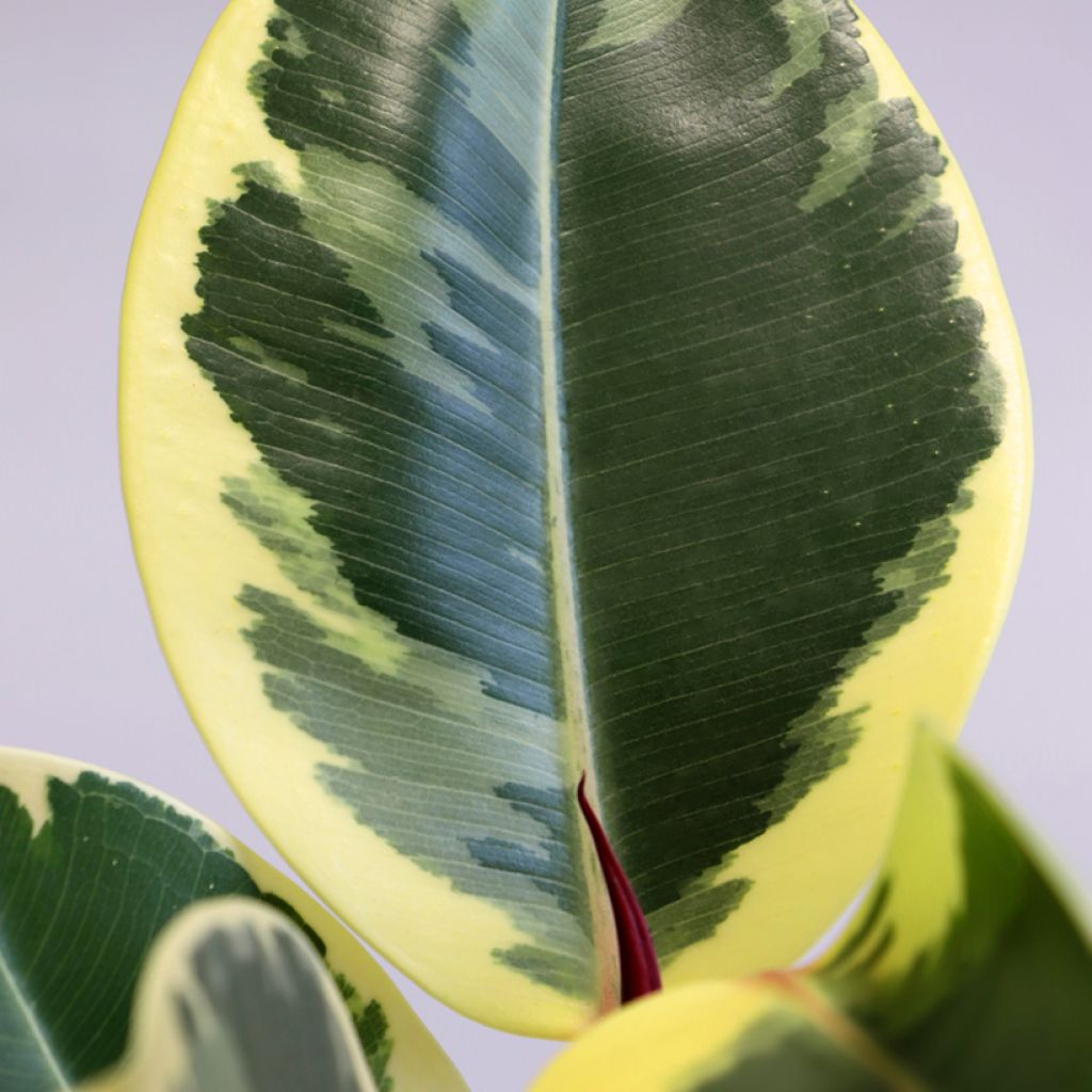 Ficus Tineke - Caoutchouc