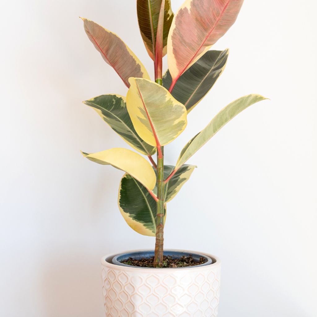 Ficus Tineke - Caoutchouc