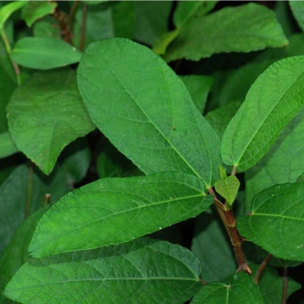 Ficus tikoua - Figuier des guêpes