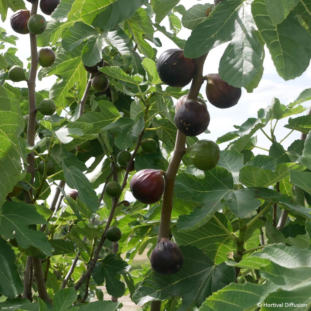 Figuier Rouge de juillet - Ficus carica