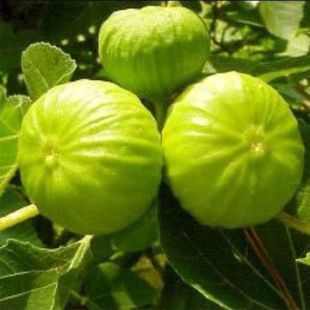 Figuier Nazareth - Ficus carica