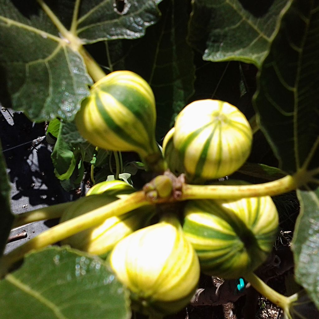 Figuier Panachée - Ficus carica