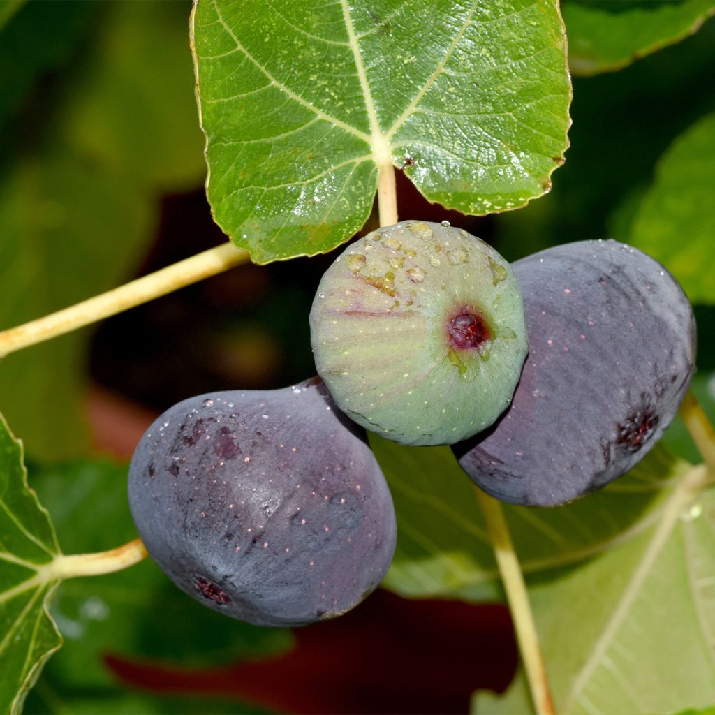 Figuier Violette D'argenteuil - Ficus carica