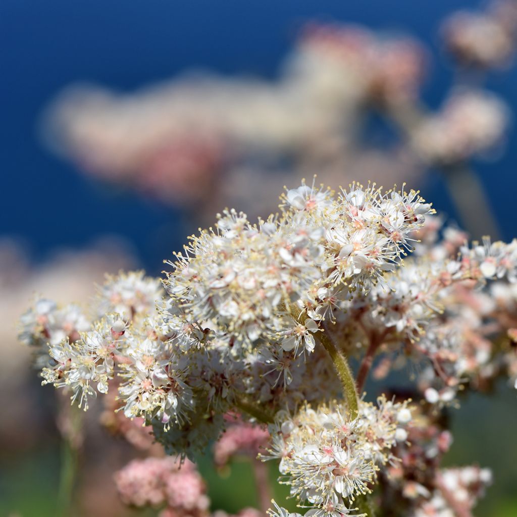 Filipendula camtschatica - Reine des Près