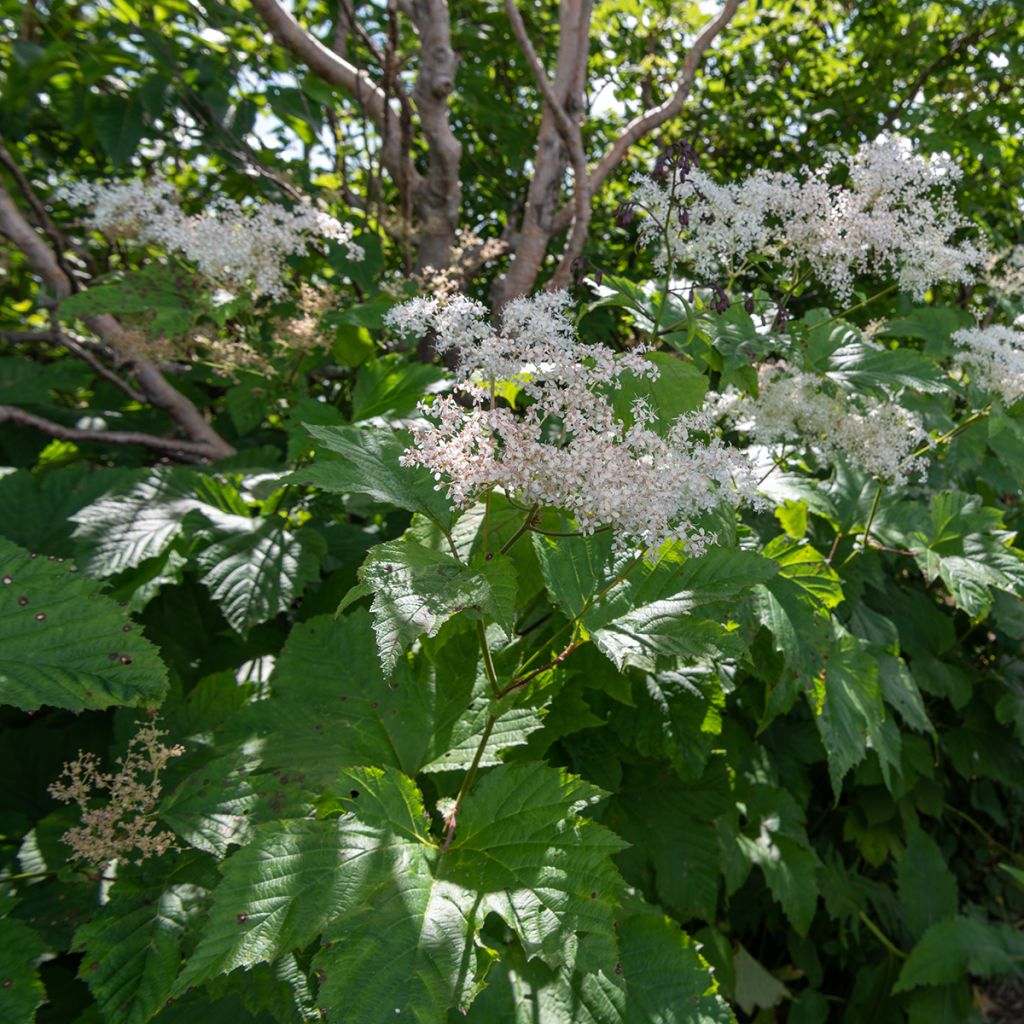 Filipendula camtschatica - Reine des Près