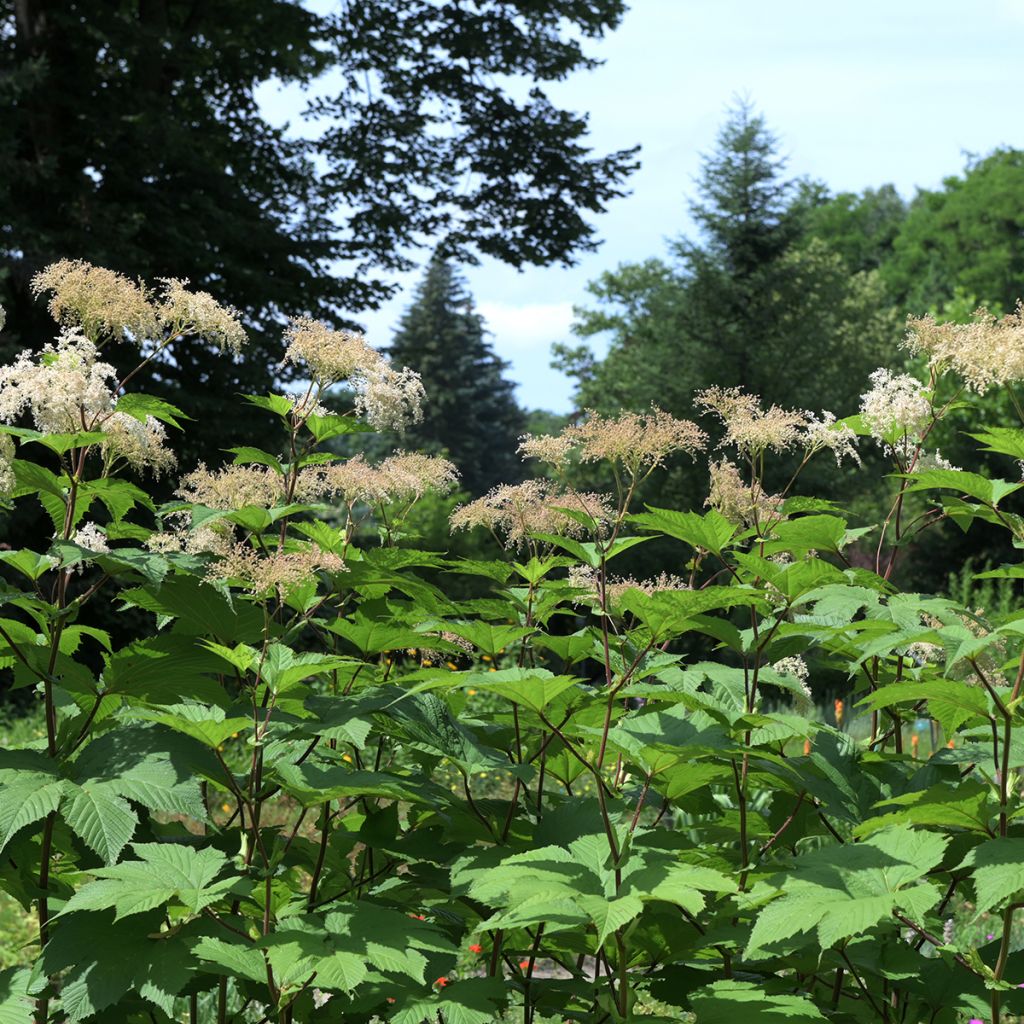 Filipendula camtschatica - Reine des Près