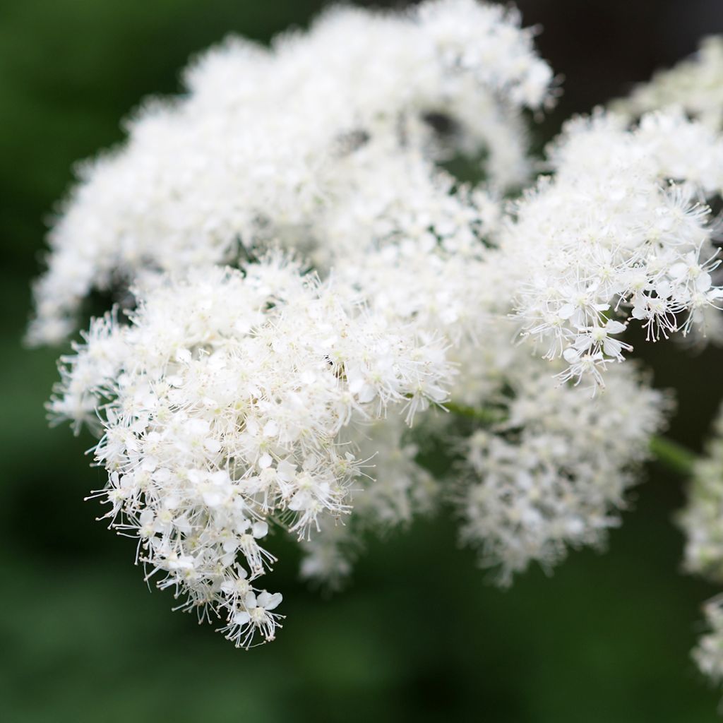 Filipendula camtschatica - Reine des Près