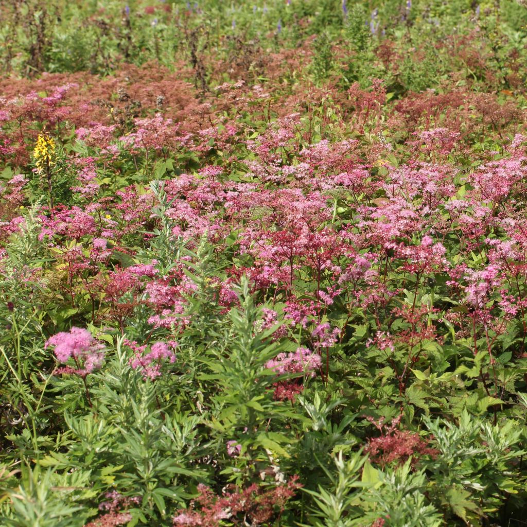 Filipendula multijuga, Reine des Près